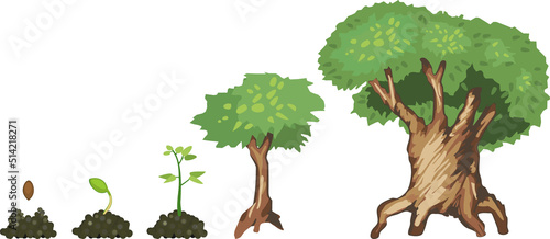 Life cycle of tree: from seed to old green tree. Stages of growth of cartoon tree isolated on white background