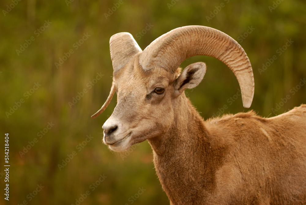 Borrego cimarrón ram México 