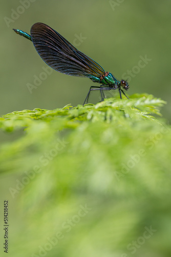Male Beautiful Demoiselle -Beautiful Demoiselle - Calopteryx virgo  © Scott Macintyre