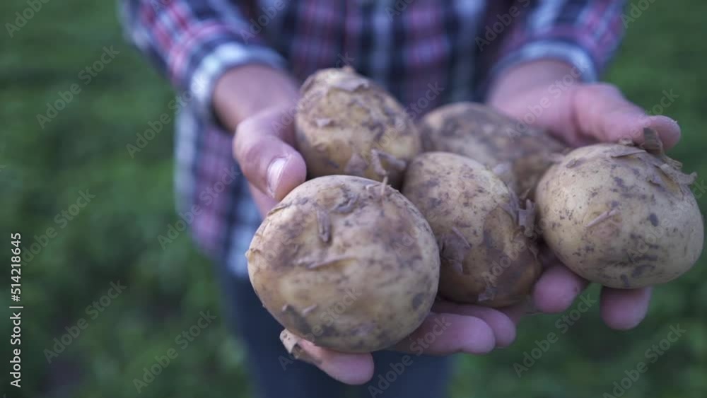 potato harvest close up, fresh organic potatoes in the field. potato harvest close up, fresh organic potatoes in the field.