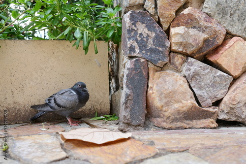 The sick pigeon stood on the ground beside the stone wall. The gray pigeon stands weak due to avian influenza (avian influenza A virus infection). Pigeons and droppings are carriers of human disease.
 photo