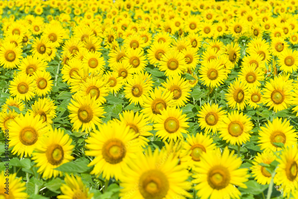 Obraz premium 和泉リサイクル環境公園のひまわり