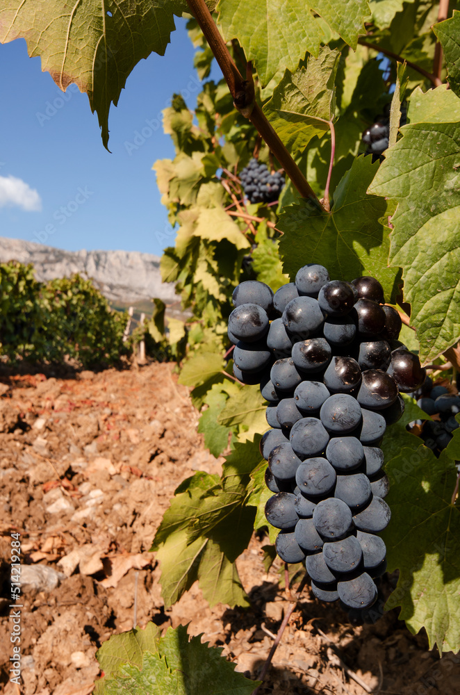 Cluster of blue grapes in Crimea Ukraine