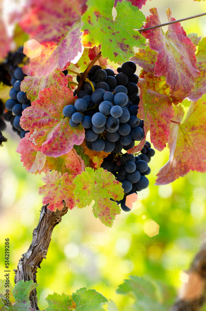 Blue grape cluster on vine closeup photo