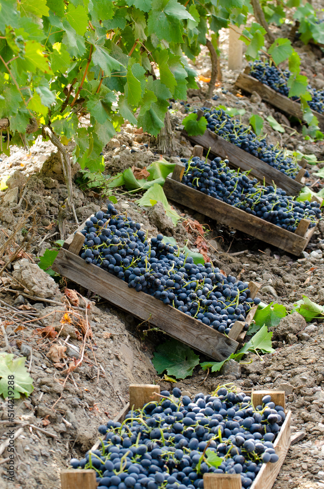 Wooden crates fool of harvested grapes at vineyard sunset time