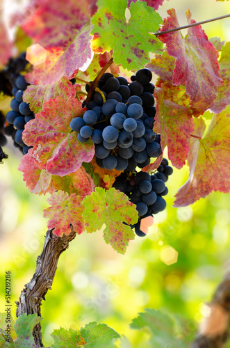Obraz na płótnie Blue grape cluster on vine closeup photo w salonie