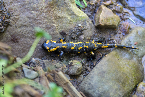 Fire salamander (Salamandra salamandra) - black amphibia with yellow spots or stripes to a varying degree