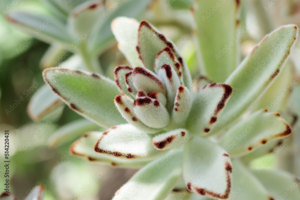 Tropical growing green succulent leaves nature texture pattern Tropical growing green succulent leaves nature texture pattern