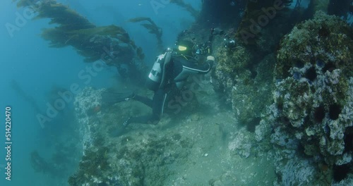 Wallpaper Mural Underwater photographer diving kelp forest fending off rocks with surge. Torontodigital.ca