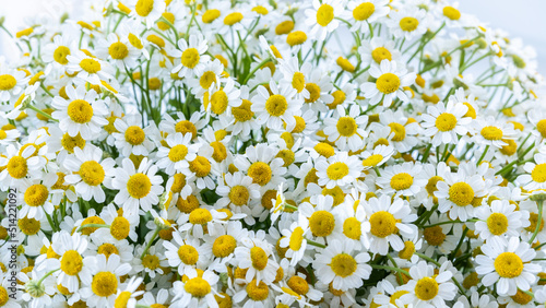Chamomile or daisy flower background, selective focus