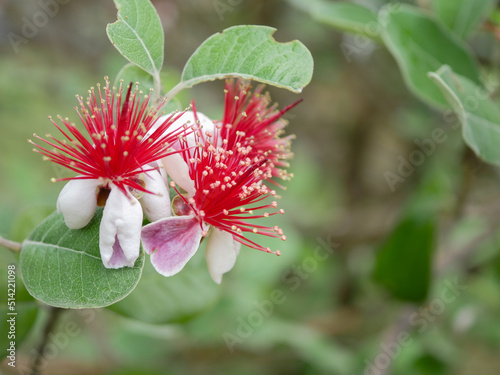 フェイジョア2　花