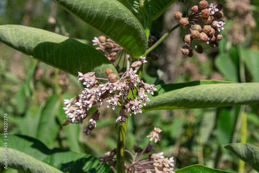 common milkweed flower in nature
common milkweed flower in nature