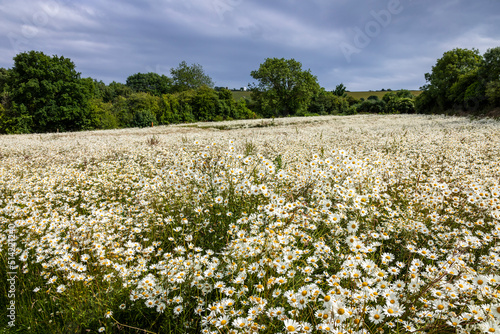Φωτογραφία Meadow of giant daises within Clayton Wood natural burial ground West Sussex sou
