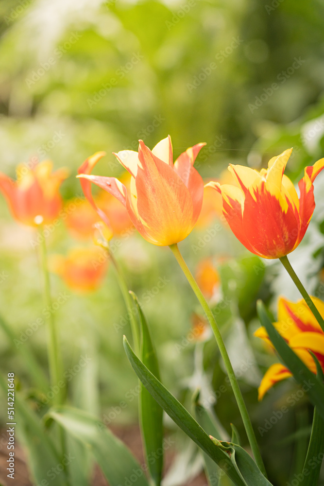 Fototapeta premium red and yellow tulips