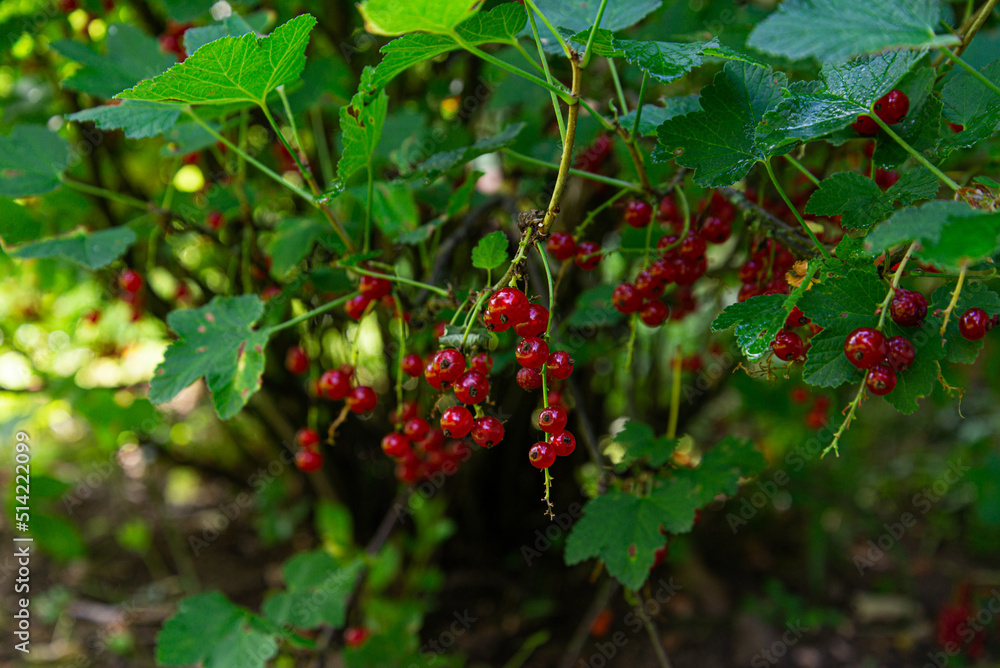 fresh red current in garden fresh red current in garden