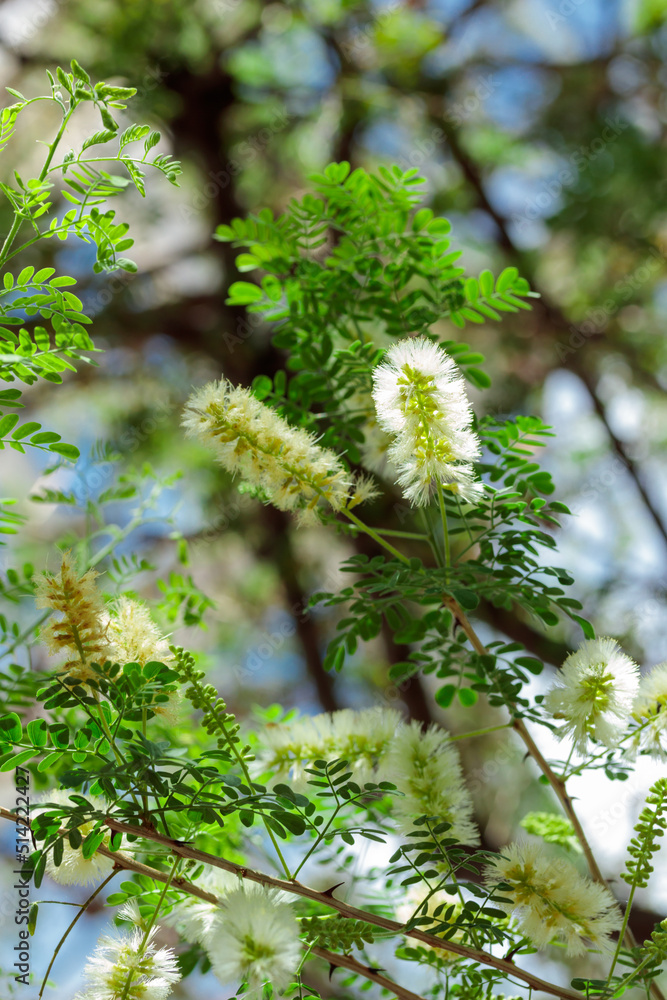 Tropical growing flower with green leaves nature texture pattern Tropical growing flower with green leaves nature texture pattern
