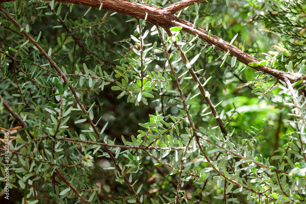 Tropical growing green leaves nature texture pattern