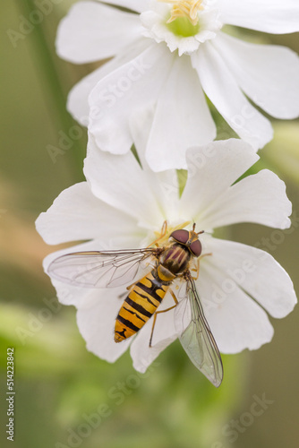 Drobny bzyg na białym kwiatku