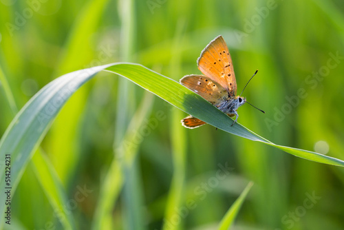 Motyl czerwończyk dukacik na źdźble trawy