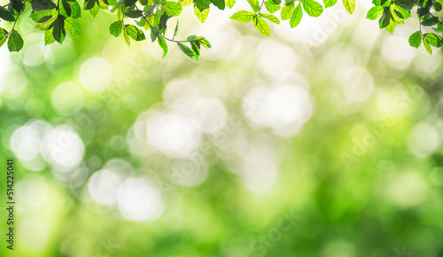 Fresh and green leaves green bokeh on nature abstract blur background green bokeh from tree.Mock up for display. montage of product,Banner or header for advertise on social media,Spring and Summer.