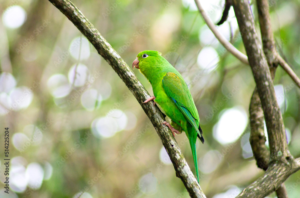 Maritaca on a tree branch in the middle of the forest Maritaca on a tree branch in the middle of the forest