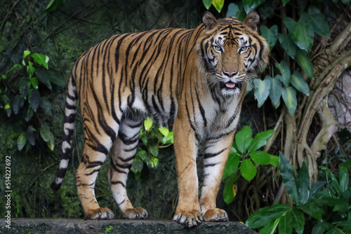 Fototapeta Naklejka Na Ścianę i Meble -  Close up Indochinese tiger is beautiful animal and dangerous in forest