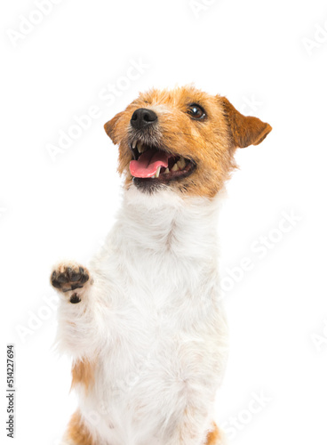 dog gives a paw on a white background