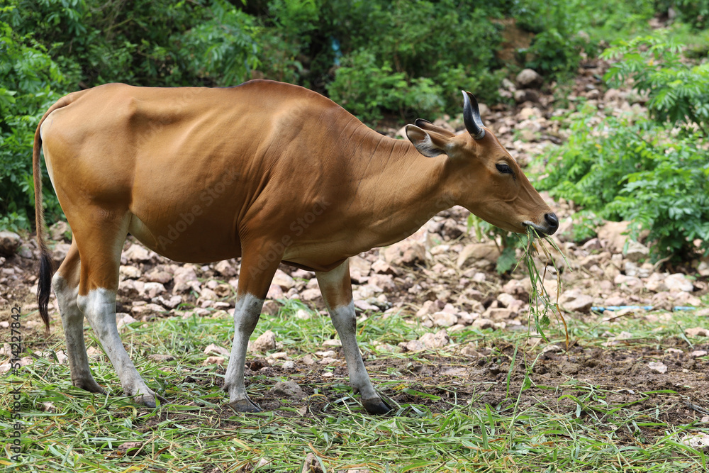 The female red cow in nature garden The female red cow in nature garden