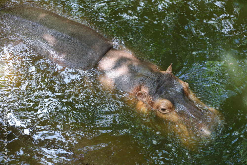 The Big hippopotamus is float in river The Big hippopotamus is float in river