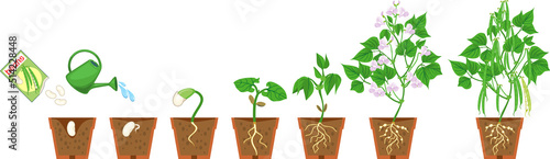 Life cycle of bean plant. Growth stages from seeding to flowering and fruiting plant with root system in flower pot isolated on white background