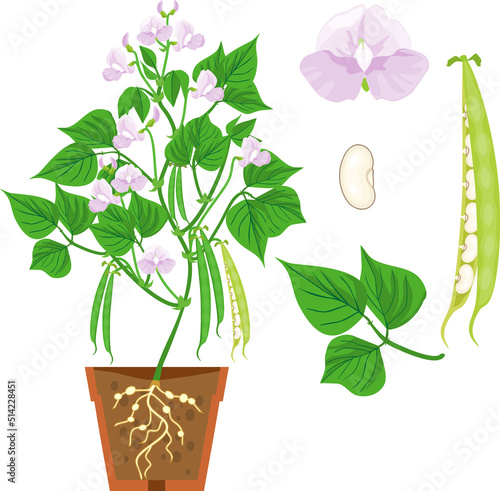Parts of plant. Morphology of Bean plant with fruits, flowers, green leaves and root system isolated on white background