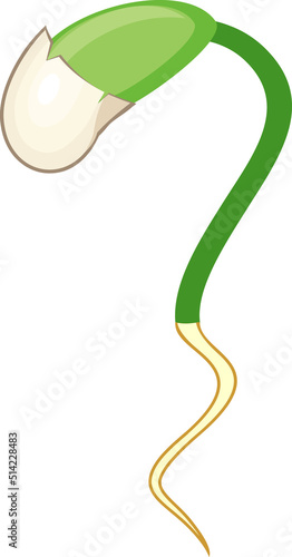 Green plant sprout with root isolated on white background