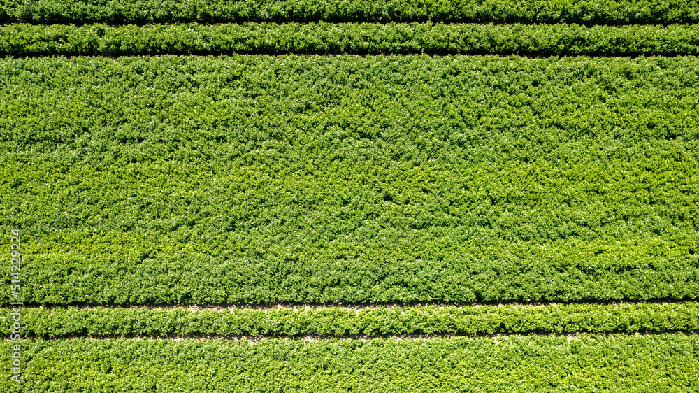 Aerial drone view high up to beds of green ripening potatoes bushes. Country field of potato in row lines. Fresh bright background. Top view. Nature, harvest, farm concept. High quality photo Aerial drone view high up to beds of green ripening potatoes bushes. Country field of potato in row lines. Fresh bright background. Top view. Nature, harvest, farm concept. High quality photo
