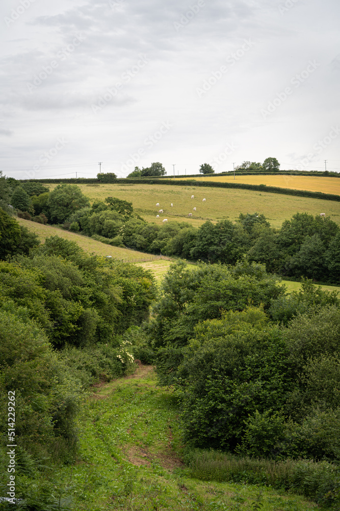 landscape with green fields