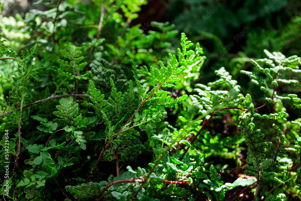 Tropical growing green leaves nature texture pattern Tropical growing green leaves nature texture pattern