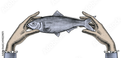 Woman's hands holding a herring fish. Vector illustration.