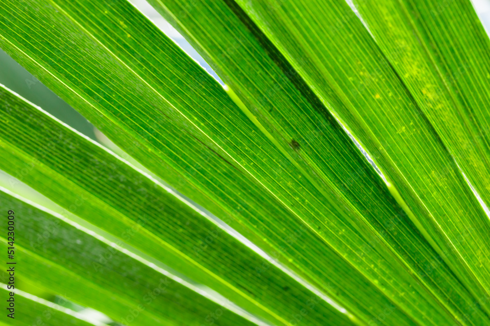 Tropical growing green leaves nature texture pattern Tropical growing green leaves nature texture pattern