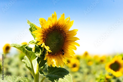 Abeja en girasol