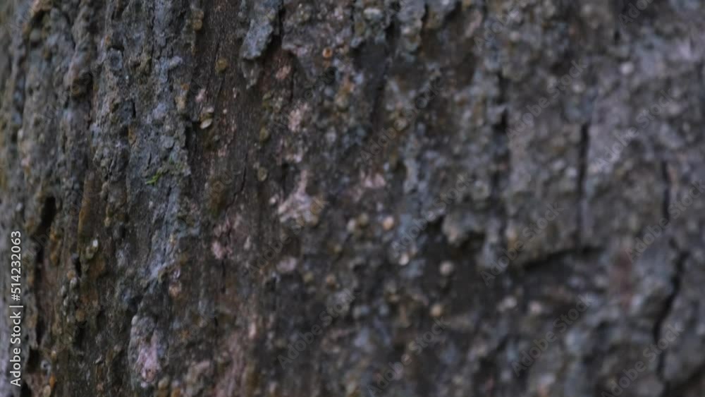 Camera tilting upwards to the Lantern Bug Pyrops ducalis seen on the bark of the tree in the forest, Khao Yai National Park, Thailand. Camera tilting upwards to the Lantern Bug Pyrops ducalis seen on the bark of the tree in the forest, Khao Yai National Park, Thailand.