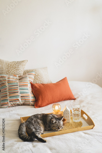 Cute cat of the Scottish straight and Linen pillows on a white bed with home decor. Still life details in home on a bed. Cozy home. Sweet home