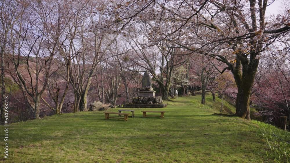 Green Grassy Mountain Park with Sakura Trees Blooming in Yoshino, Nara Green Grassy Mountain Park with Sakura Trees Blooming in Yoshino, Nara