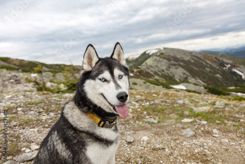 Grey hiking Siberian husky dog sitting in front of mountains peaks  Gorgany  Carpathians