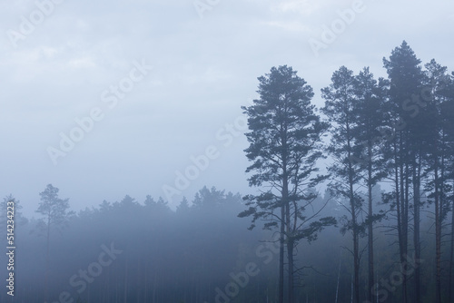 Mystery pine forest covered with fog, morning landscape