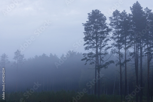 Mystery pine forest covered with fog, morning landscape