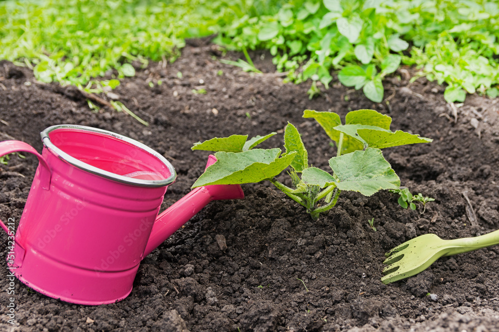 The pumpkin in the garden needs weeding and watering. The zucchini plant in the garden is weeded and watered The pumpkin in the garden needs weeding and watering. The zucchini plant in the garden is weeded and watered