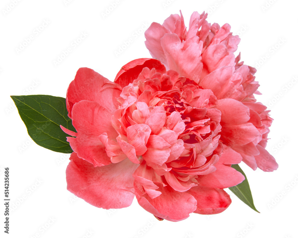 Peony pink flower beautiful isolated on the white background Peony pink flower beautiful isolated on the white background