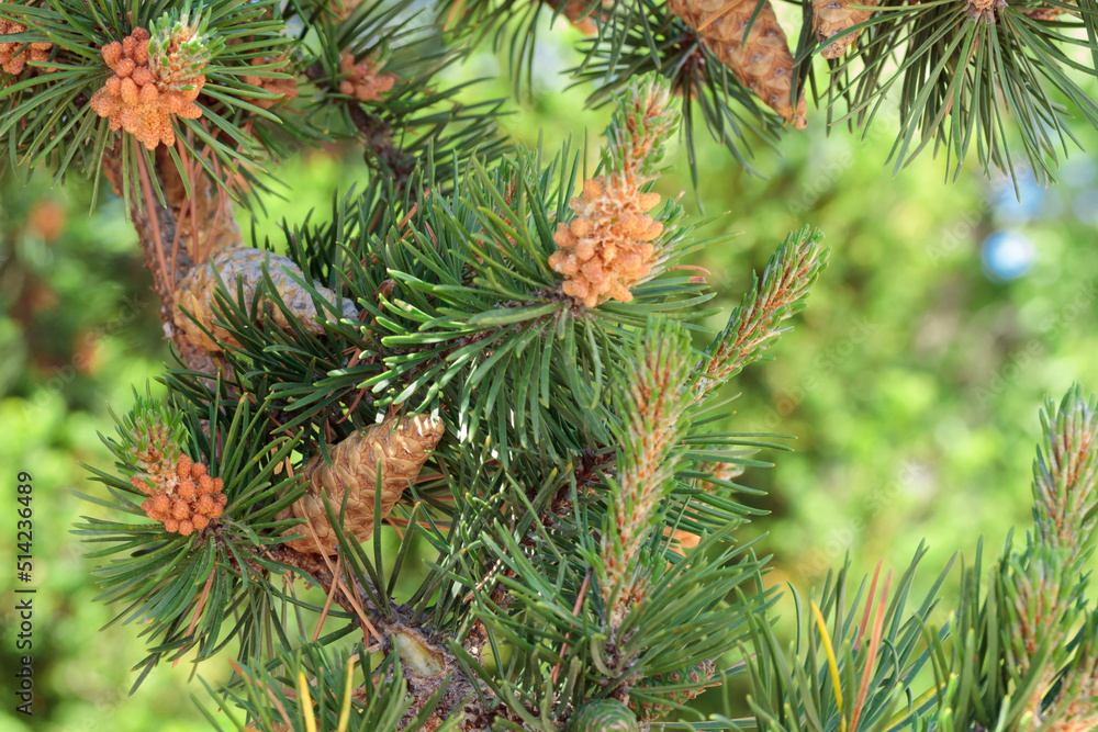 Pine closeup macro branch with cones flowers Pine closeup macro branch with cones flowers