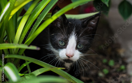 Beautiful kitty in the garden