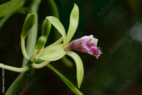 closeup Vanilla flowers orchid blossom in the garden,the plant agriculture industrail in the local community.