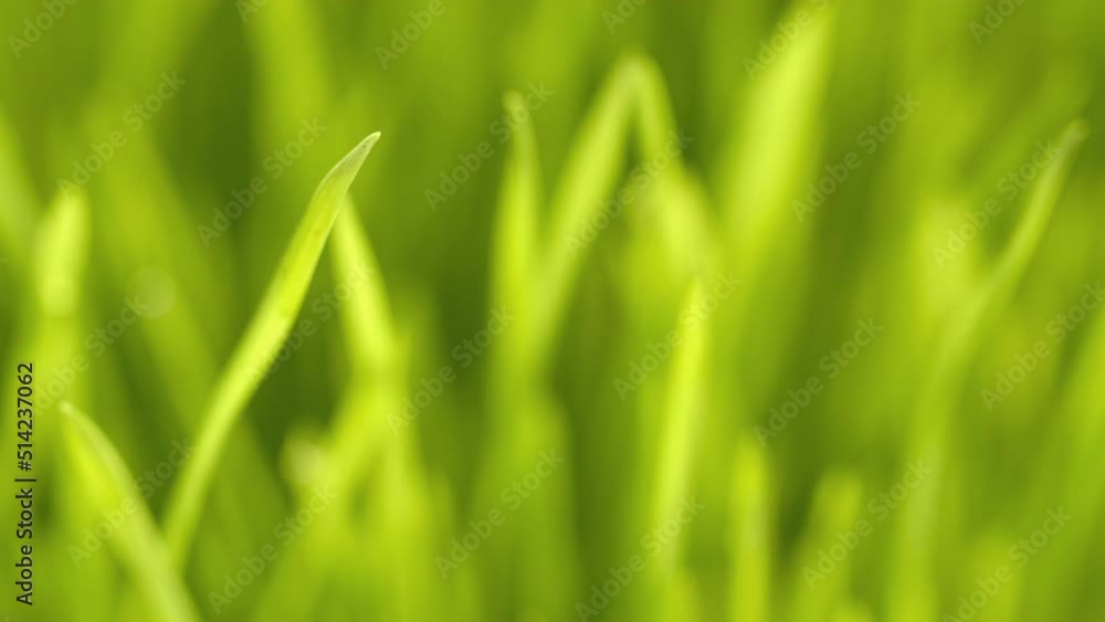 Green grass close-up. Grass in slow motion. Closeup rotation Green grass close-up. Grass in slow motion. Closeup rotation